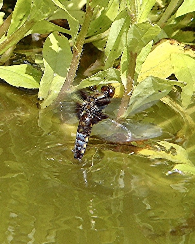 broad-bodied chaser